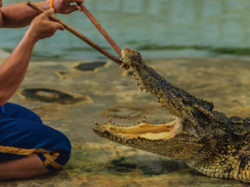 Crocodile Show